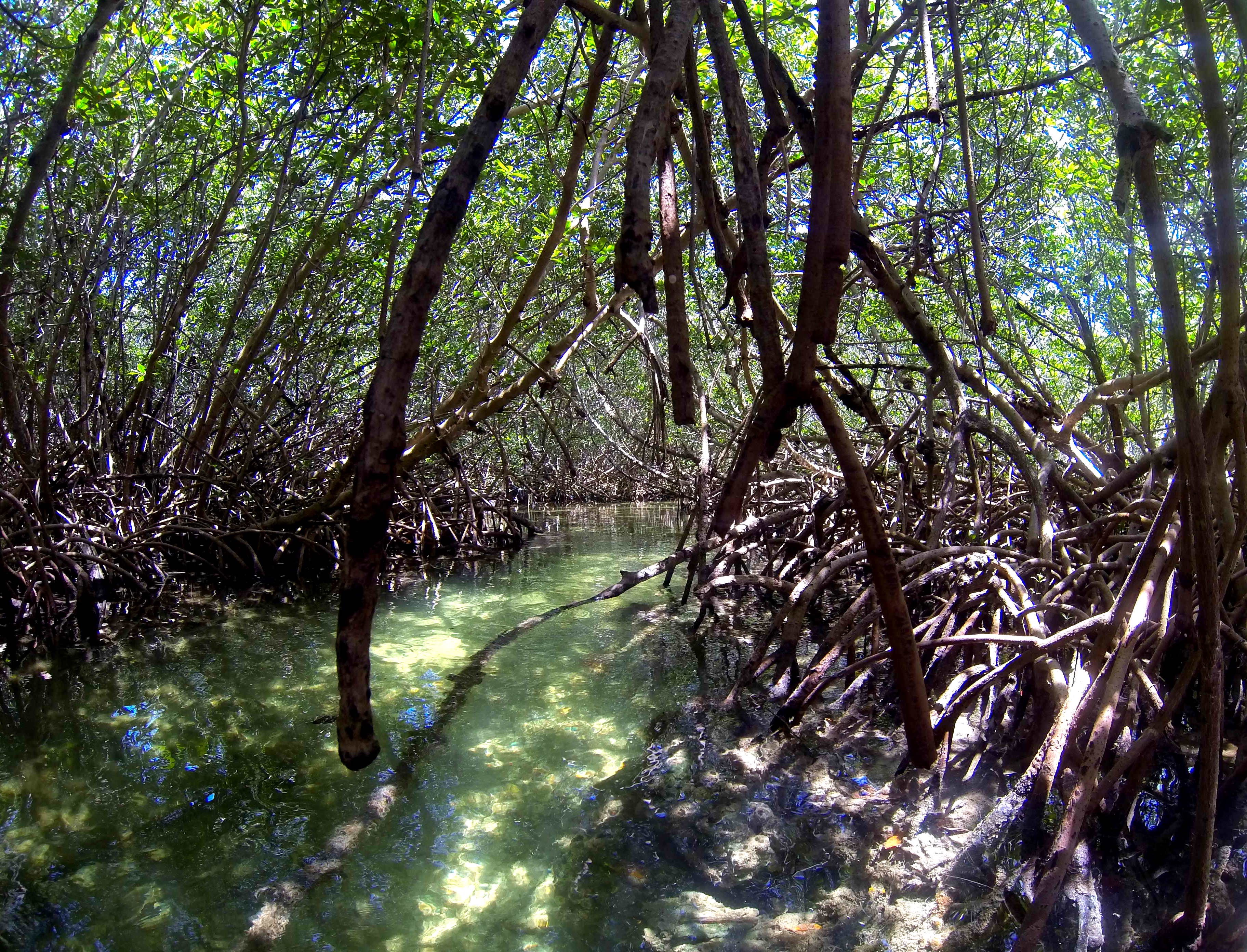 a hidden mangrove tunnel winds through the backcountry of the Florida keys