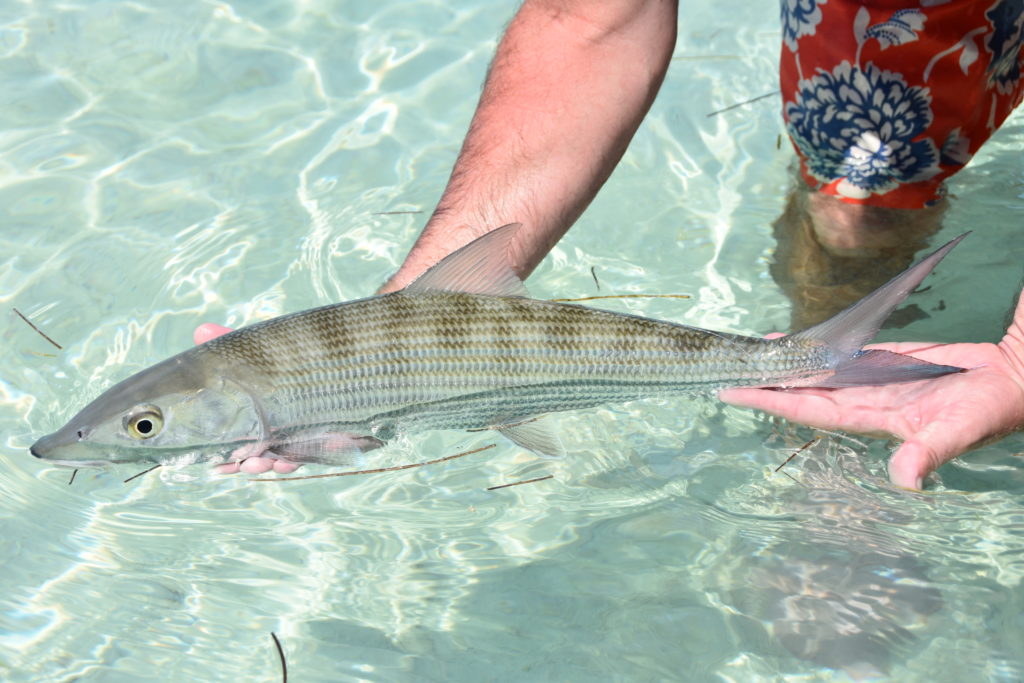 an angler holds a bonefish halfway in and out of the crystal clear water as he prepares to release the fish over the sandy bottom.