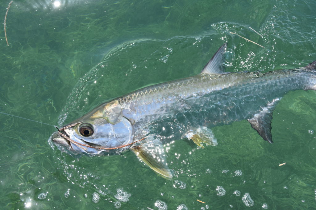 a baby tarpon boat side and ready for release.