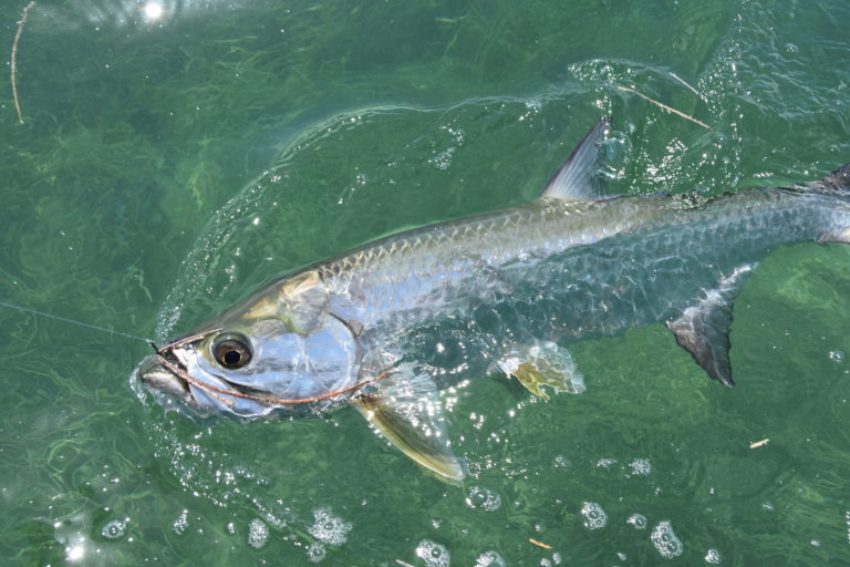 a baby tarpon boat side and ready for release.