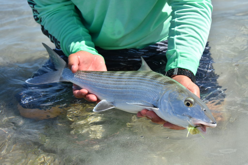 A-H) Common species of the recreational fishing at sea (light blue