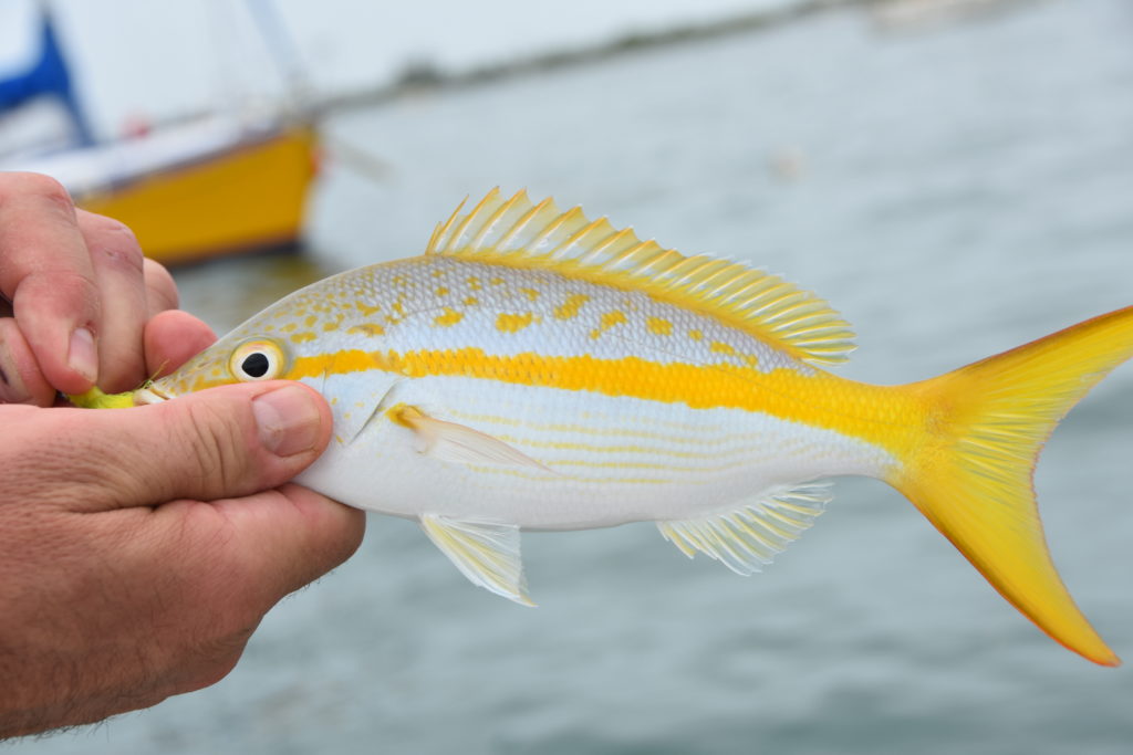 a very small but colorful juvenile yellowtail snapper is being held with its vibrant yellow tail and spots on its back