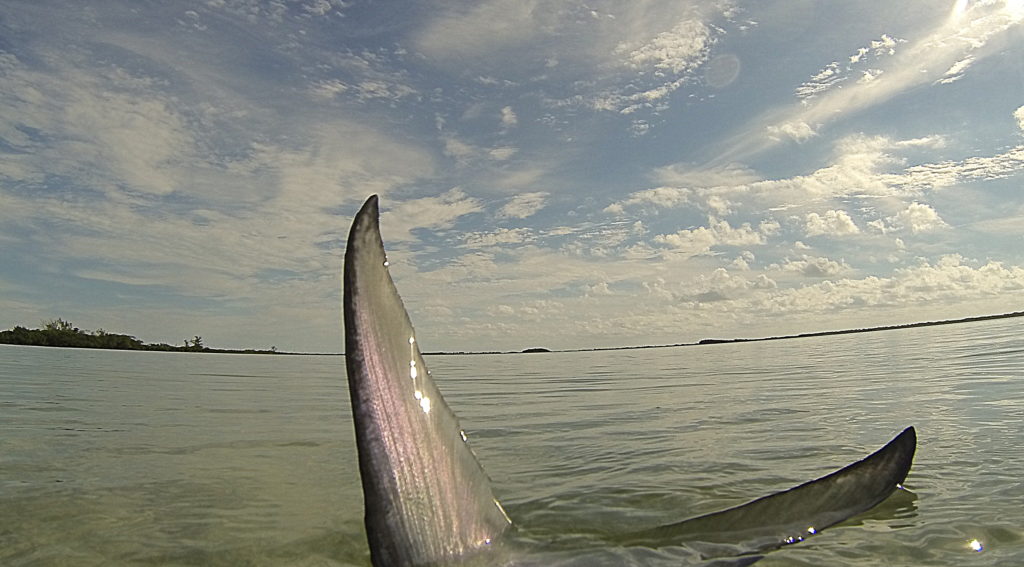 a picture of a permit sticking its tail out of the water as it is feeding in the shallows off of key west