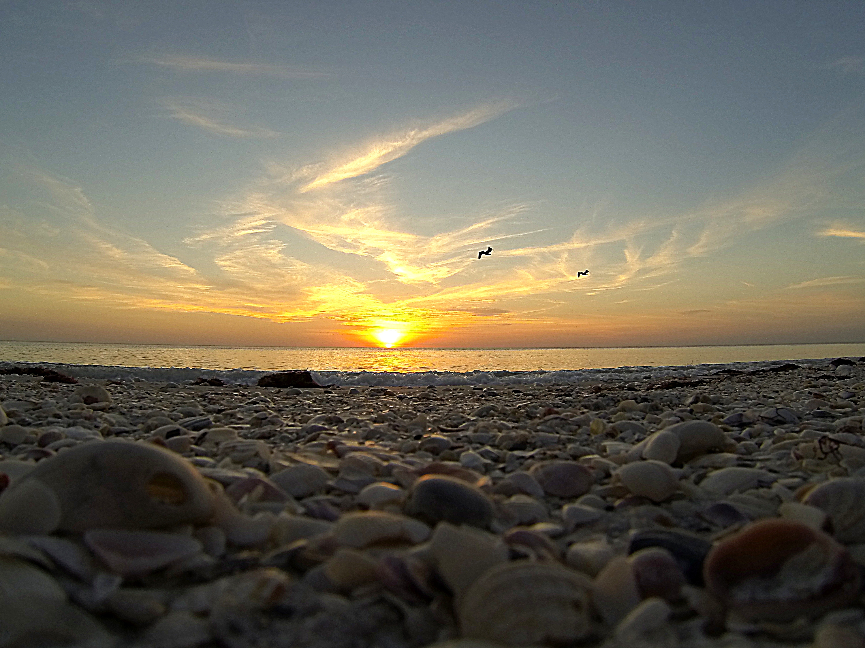 the sun goes down on a Florida beach with seas shells on the sand and pelicans flying in the sky