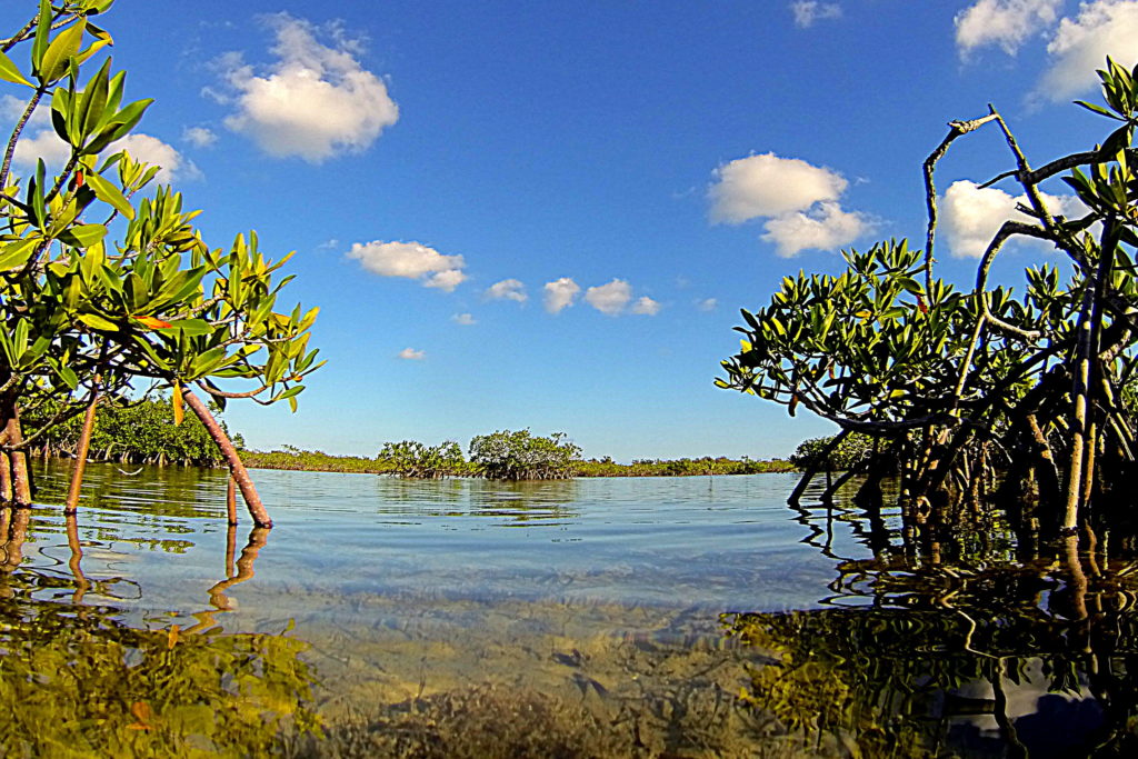 a picture taken at water level between two groups of mangrove trees and looking out at more mangroves in the background.
