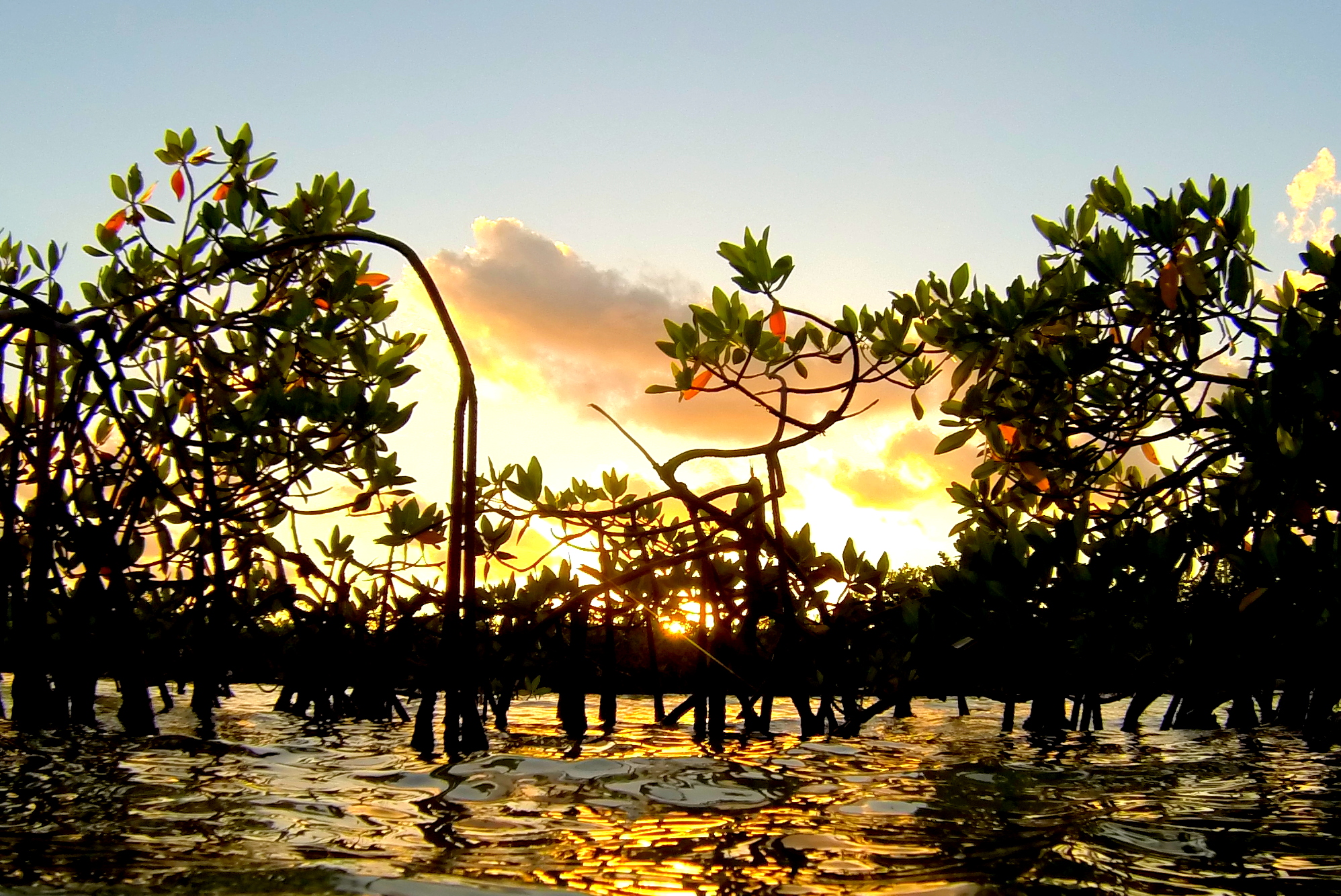 this picture is taken at water level with the sun setting through some mangrove leaves