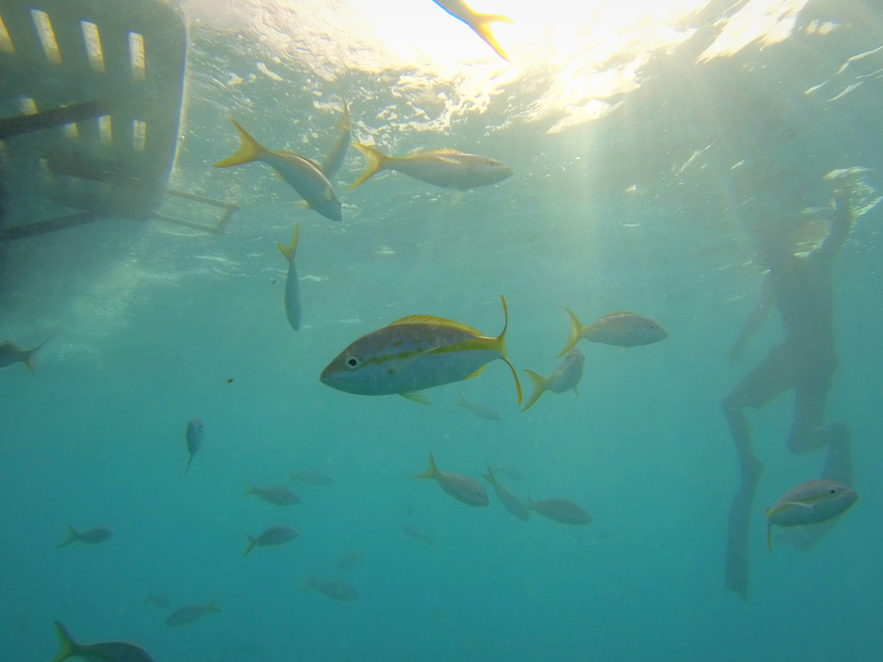 An underwater picture of someone snorkeling with a school of yellowtail snapper in the Florida keys.