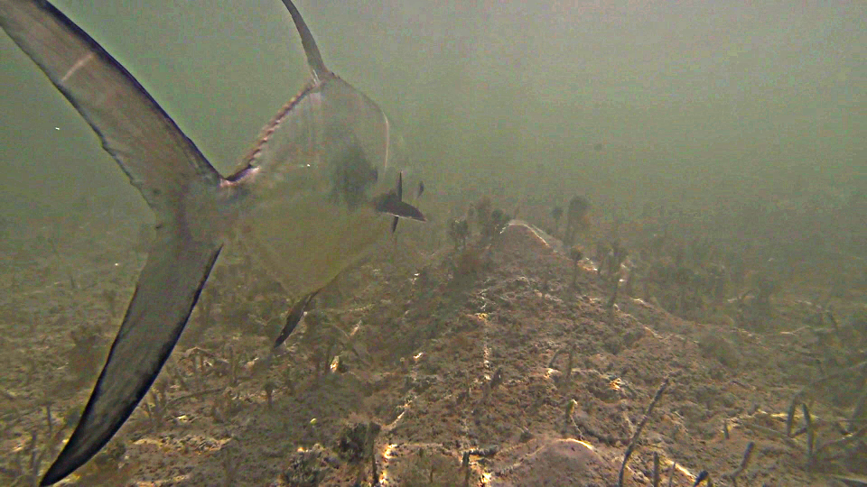 an under water picture of a key west permit being released