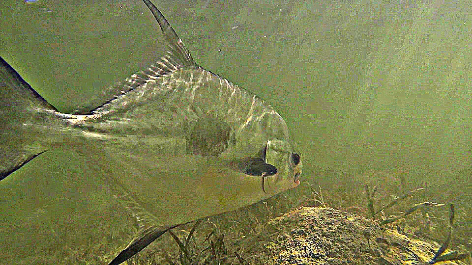 an underwater picture of a permit being released on the shallow flats in the lower keys