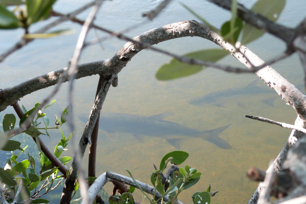a pair of juvenile tarpon are seen through the branches of a mangrove tree.