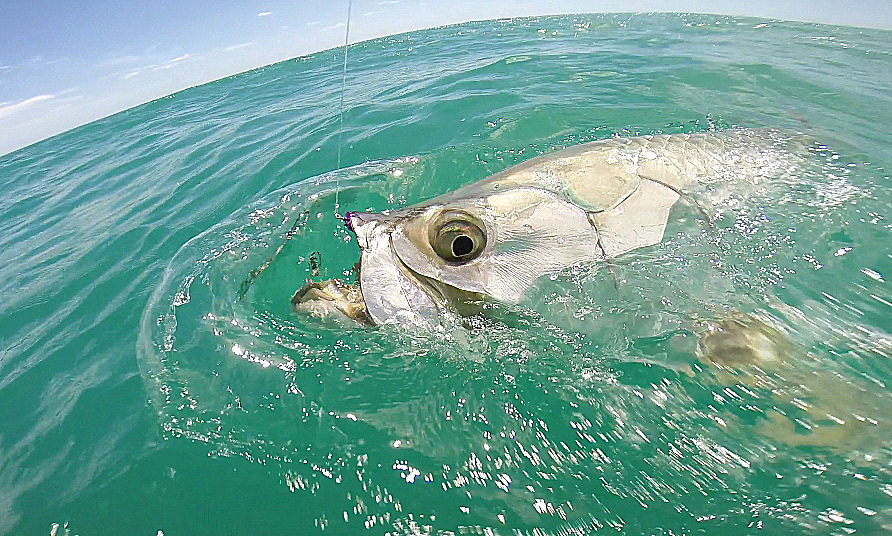 a close up shot of the head of a tarpon with a fly in his mouth.