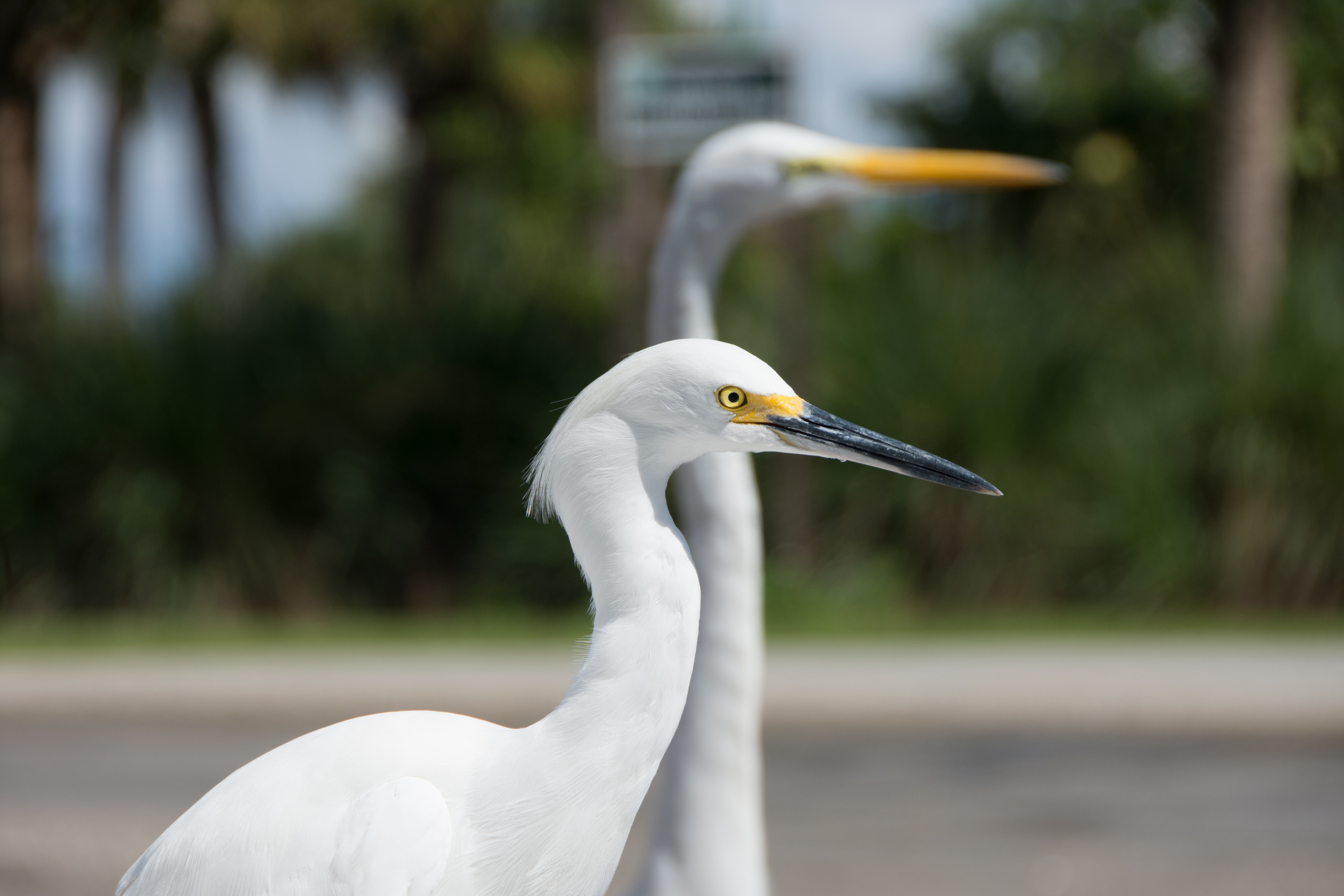 a egret in the foreground and great white heron blurred out in the background wait at the boat ramp for any left over snacks