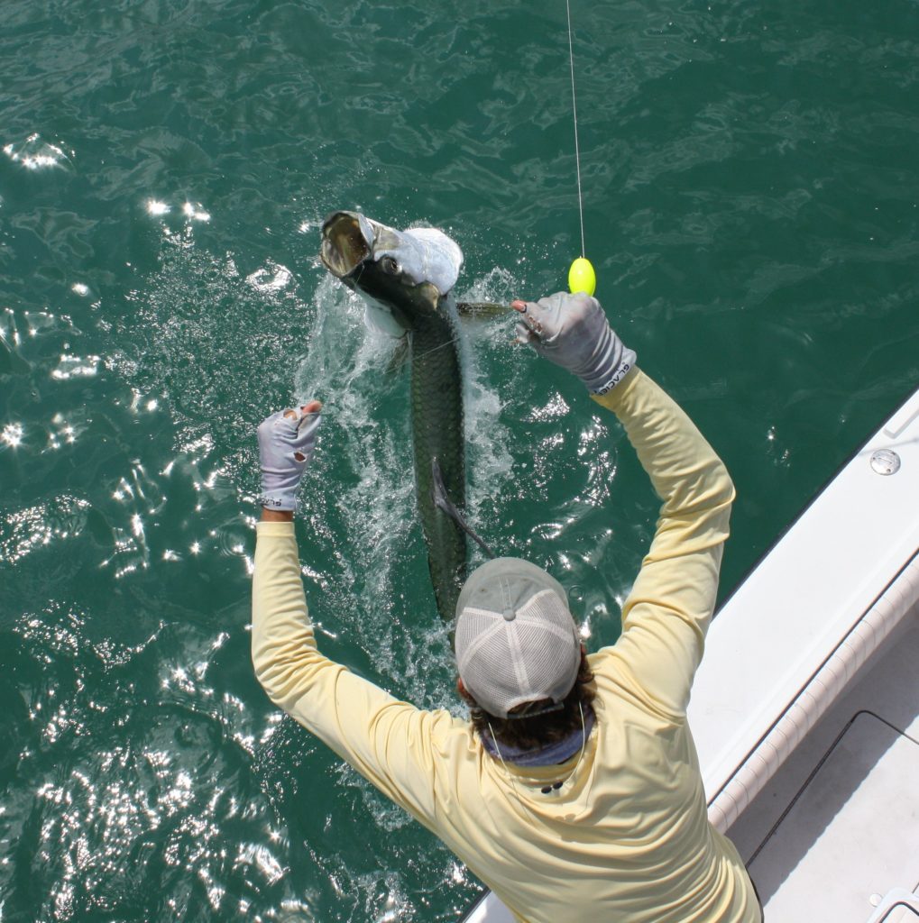 captain nick labadie is seen landing a big tarpon next to the boat as it jumps out of the water trying to get away one last time