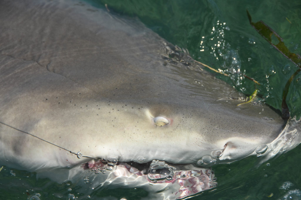 a close up picture of just the head of a big lemon shark with a hook in the corner of its mouth.