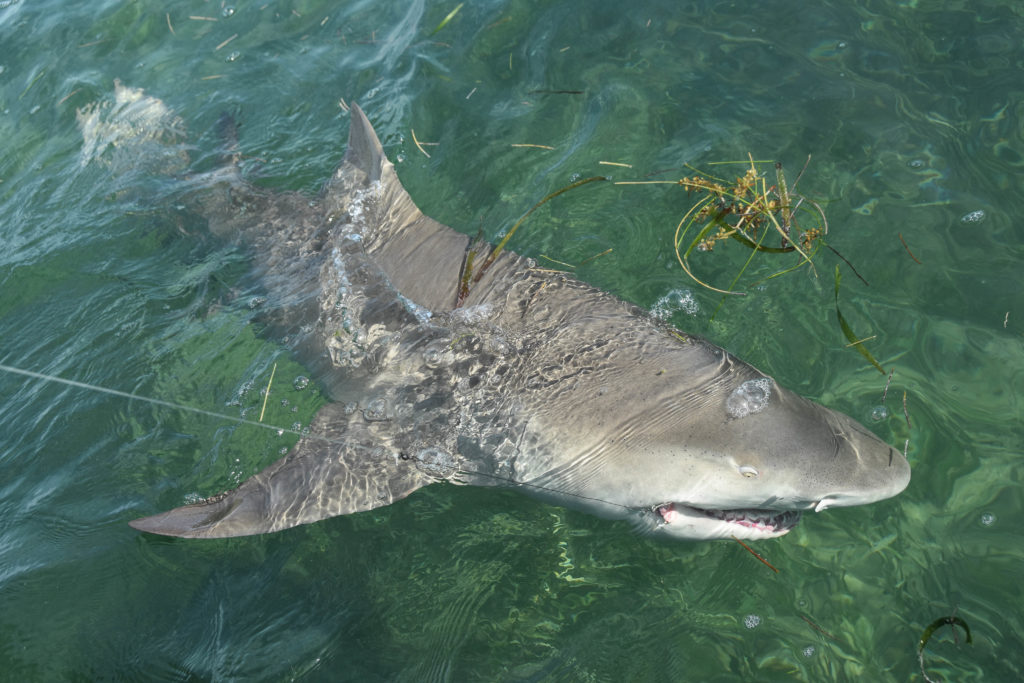 a eight foot lemon shark is boat side with the hook still in its mouth after a long battle on the flats off key west