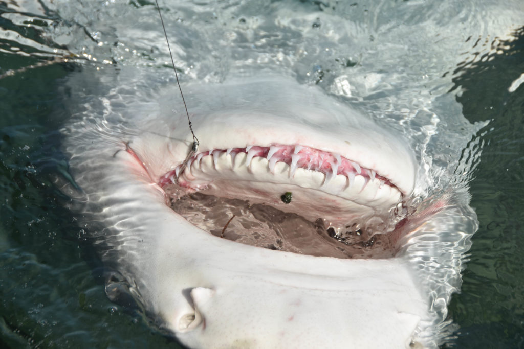 The jaws and rows of teether of a fully grown lemon shark caught in key west Florida