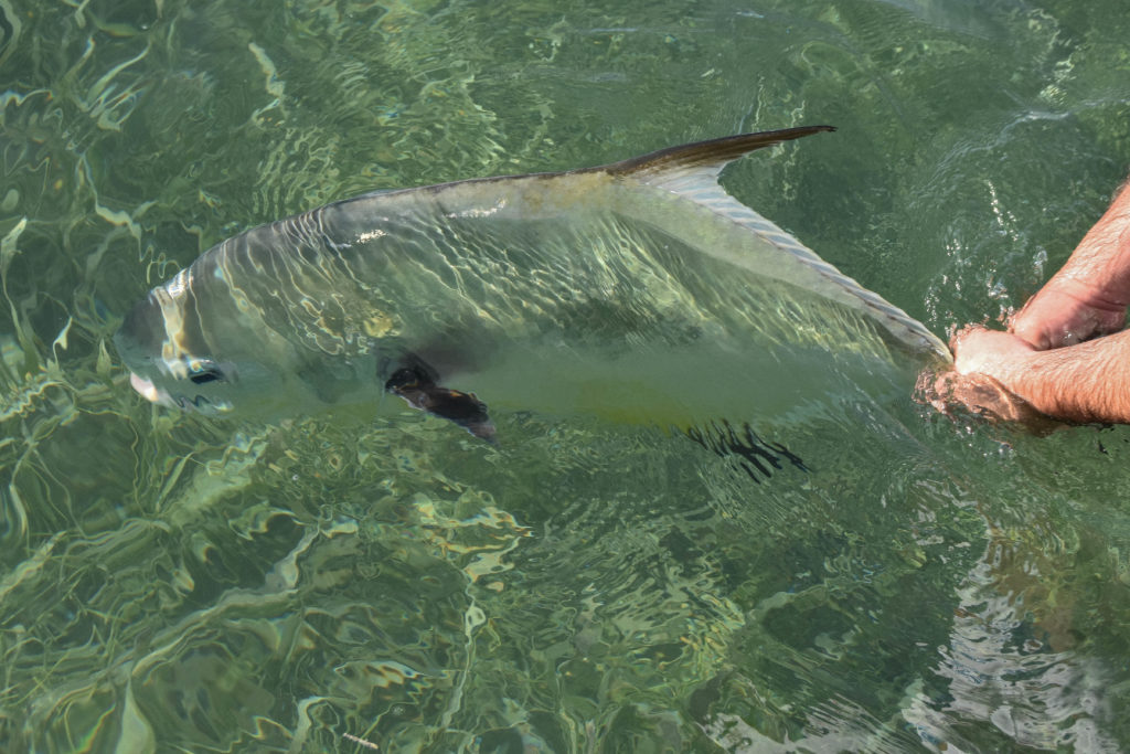 an angler holds the tail of a big permit with both hands as it is getting ready to be released