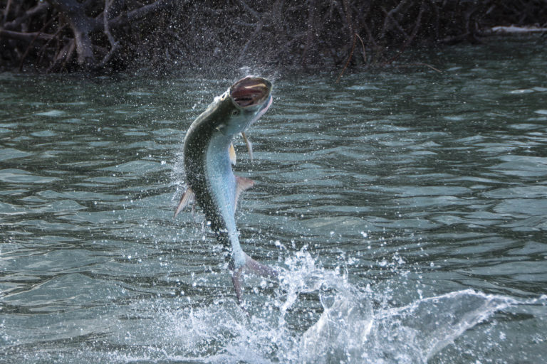 a baby tarpon is jumping out of the water with its mouth wide open and the water splashing around where it exited the water