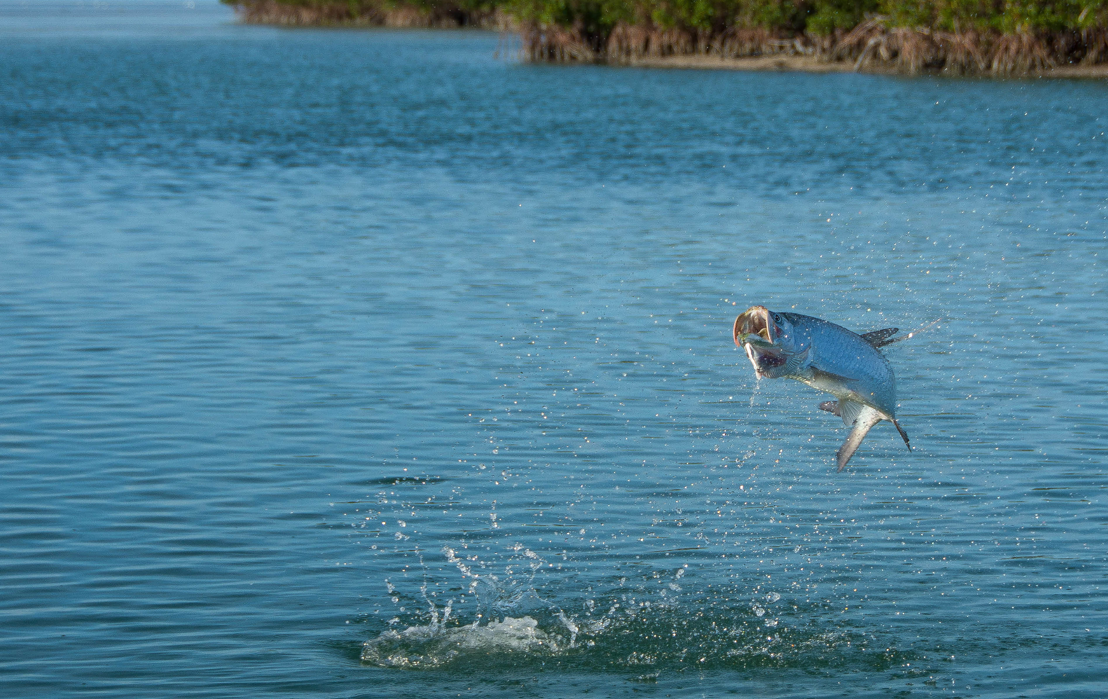 a great picture of a tarpon jumping in the Florida keys with its mouth wide open and a scenic background of a mangrove shoreline.