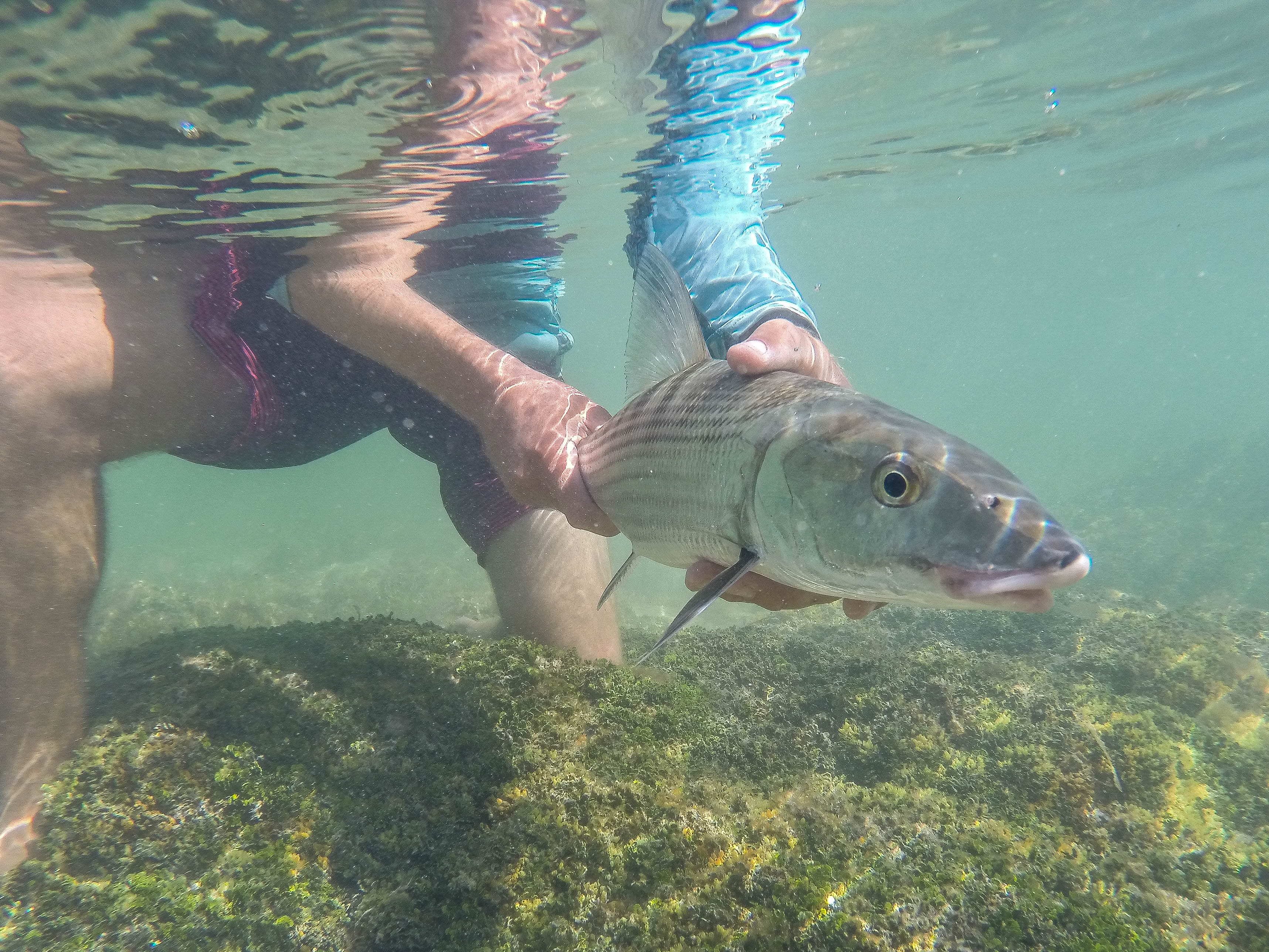 a nice bonefish is being held underwater ready for release