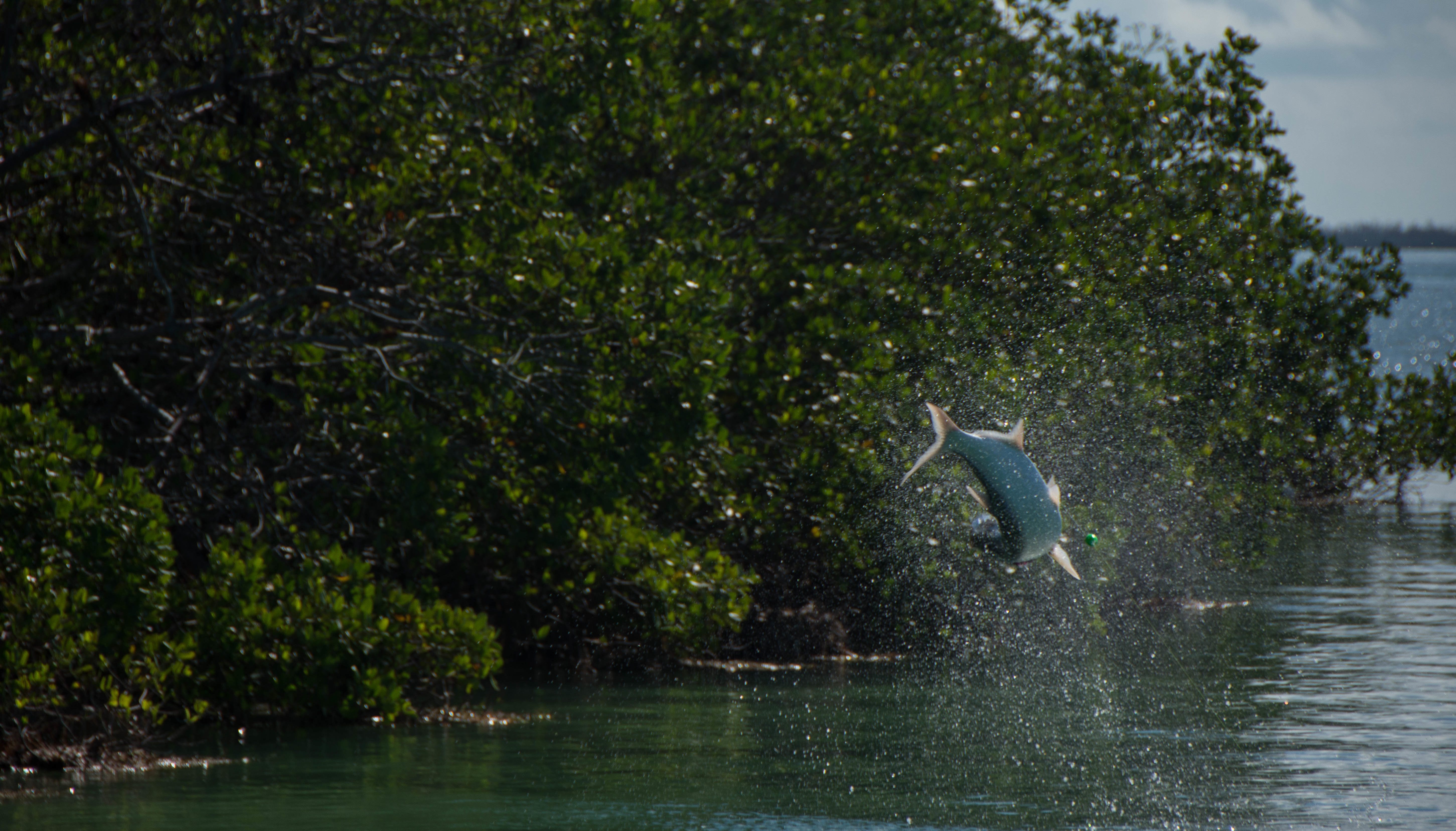 A baby tarpon is caught in mid air jumping against a mangrove island in the backcountry off of key west.