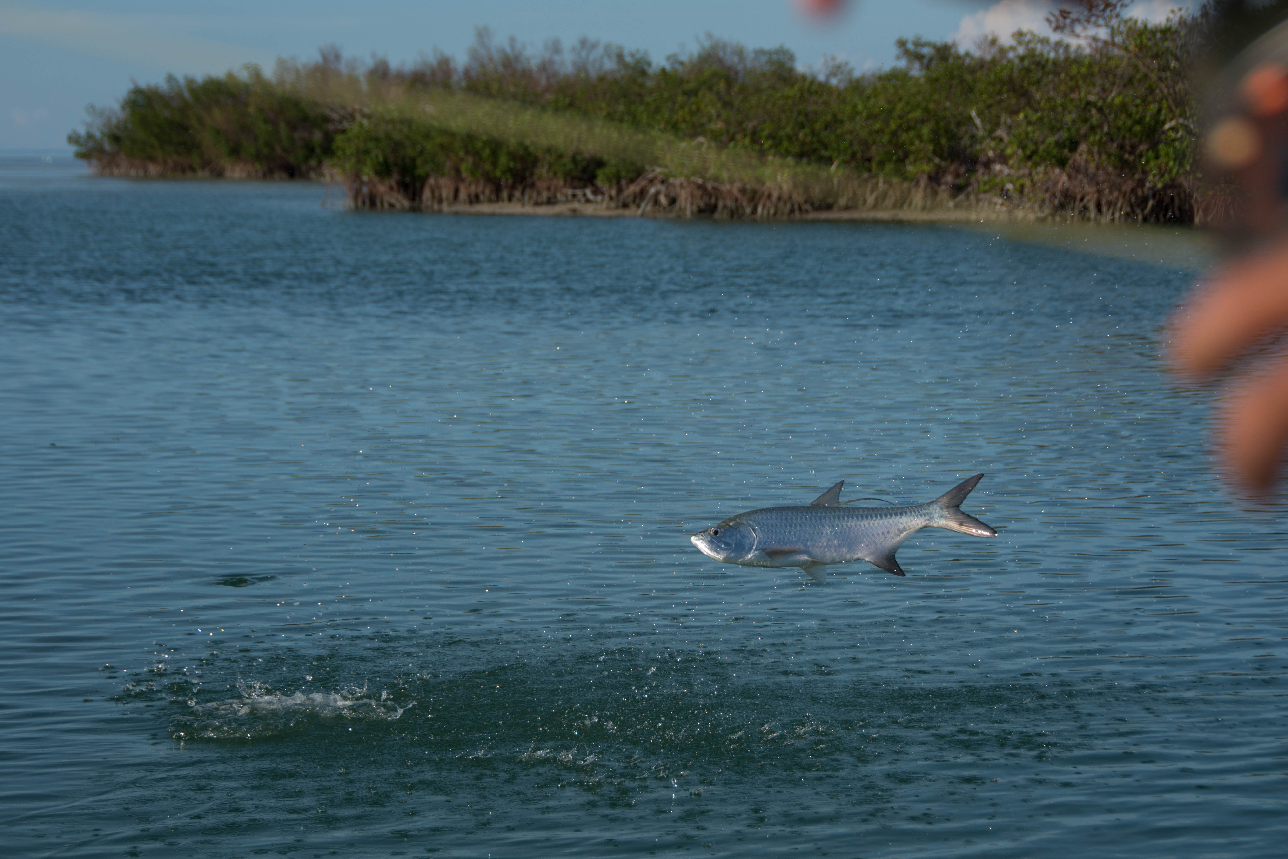A fun sized tarpon is jumping out of the water next to some mangroves after being hooked on a fly rod.