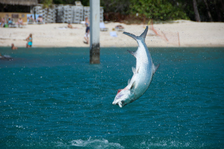 A nice tarpon is jumping out of the water off of a beach in Key West. It is upside down in the air and its red gills are flaring in the Florida sunshine.