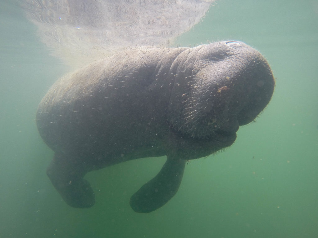 An underwater picture of a manatee.