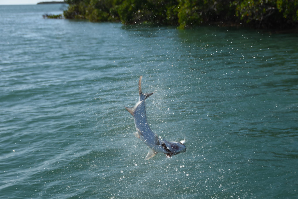 A baby tarpon is seen upside down in mid jump in the backcountry off of key west.