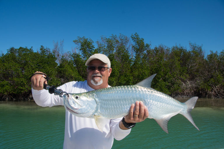 An angler is holding up a juvenile tarpon caught next to a mangrove island in the lower Florida keys.