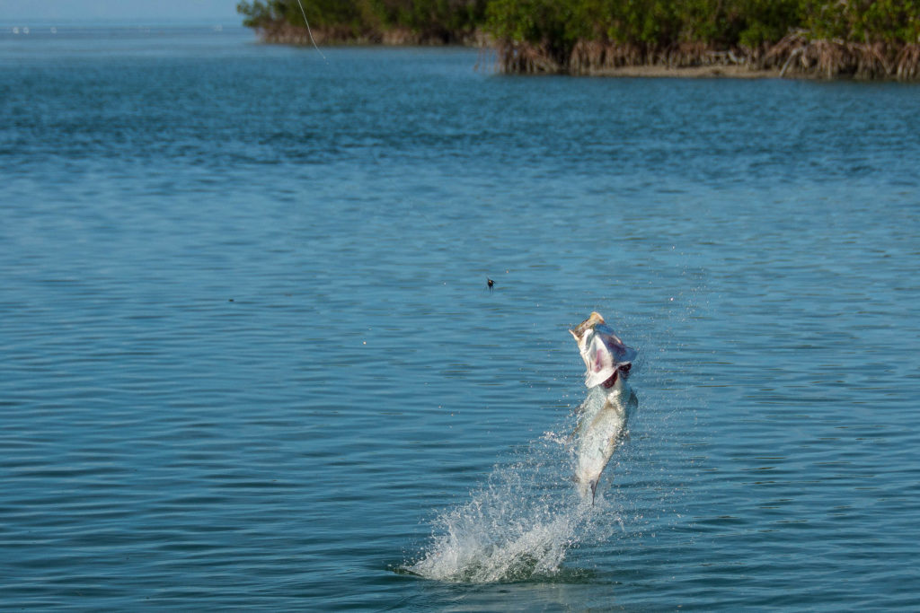 A juvenile tarpon is jumping out of the water and spitting out a dark colored fly as it is in the air.