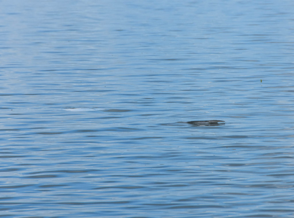 A permits fin is breaking the surface of the water and another permit is rolling onto its side on a glass calm morning.