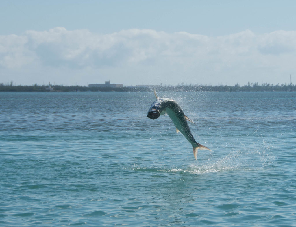 A nice Key West tarpon is jumping out of the water with the sun shining off of its scales and water spraying.