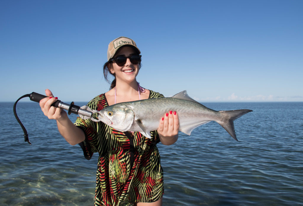 And angler holds up a nice Florida Keys Bluefish caught in the shallows off of key west