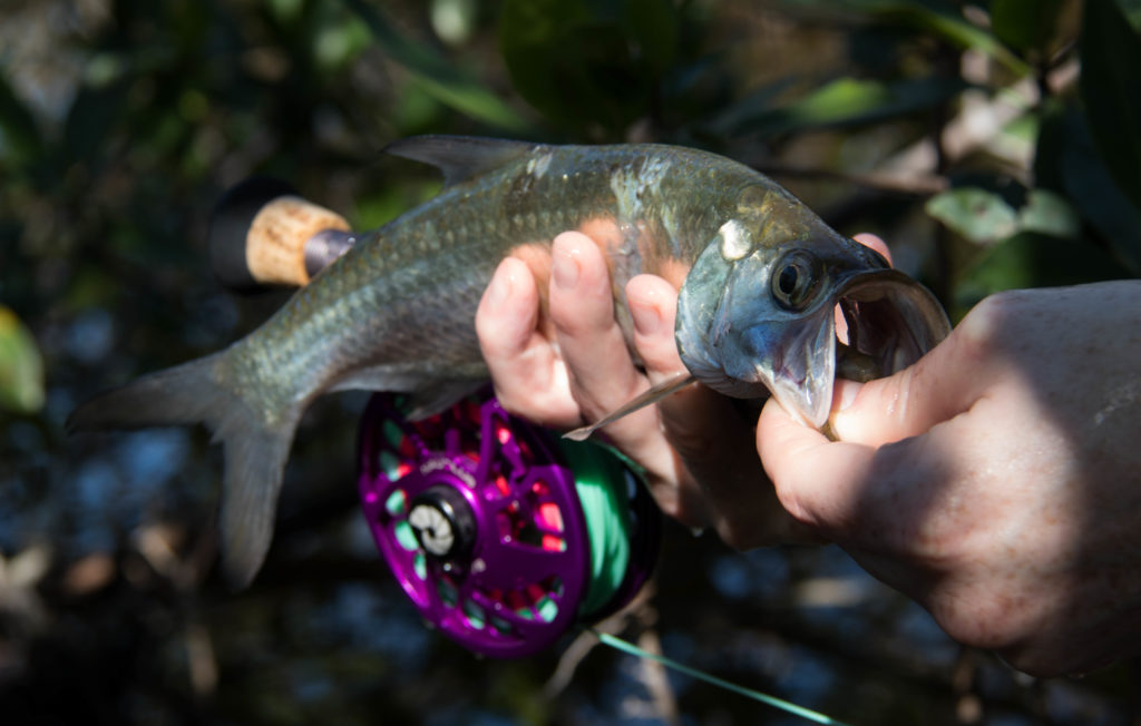 an angler holds up a very small tarpon about 8 inches long in a dark mangrove forest.