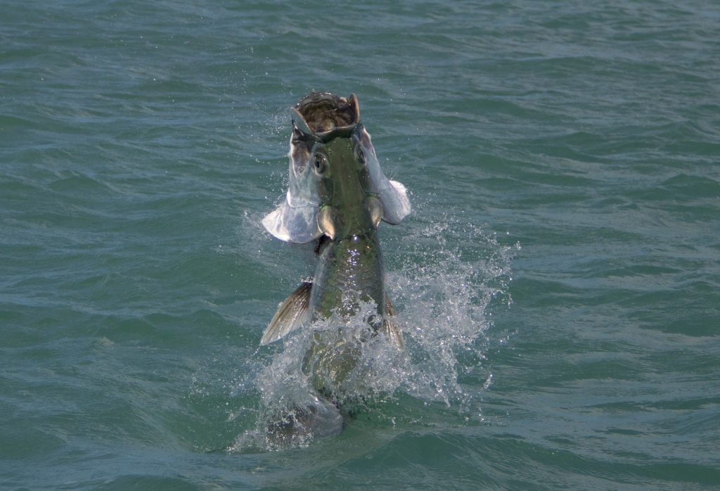 A nice key west tarpon jumps out of the water after being hooked its gills are flaring and mouth is open as half of its body breaks the water