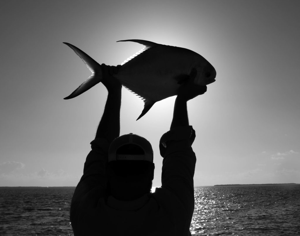An angler holds up the holy grail (permit) of flats fishing in the lower keys against the morning sunshine.