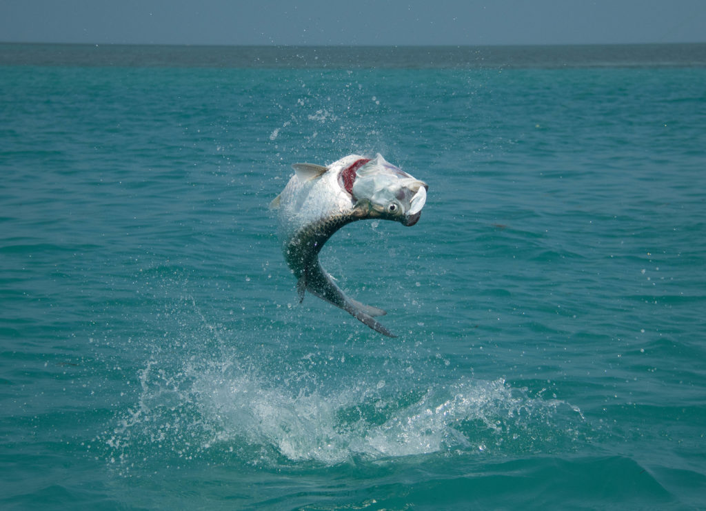 Tarpon fishing here in Key West is a year round affair