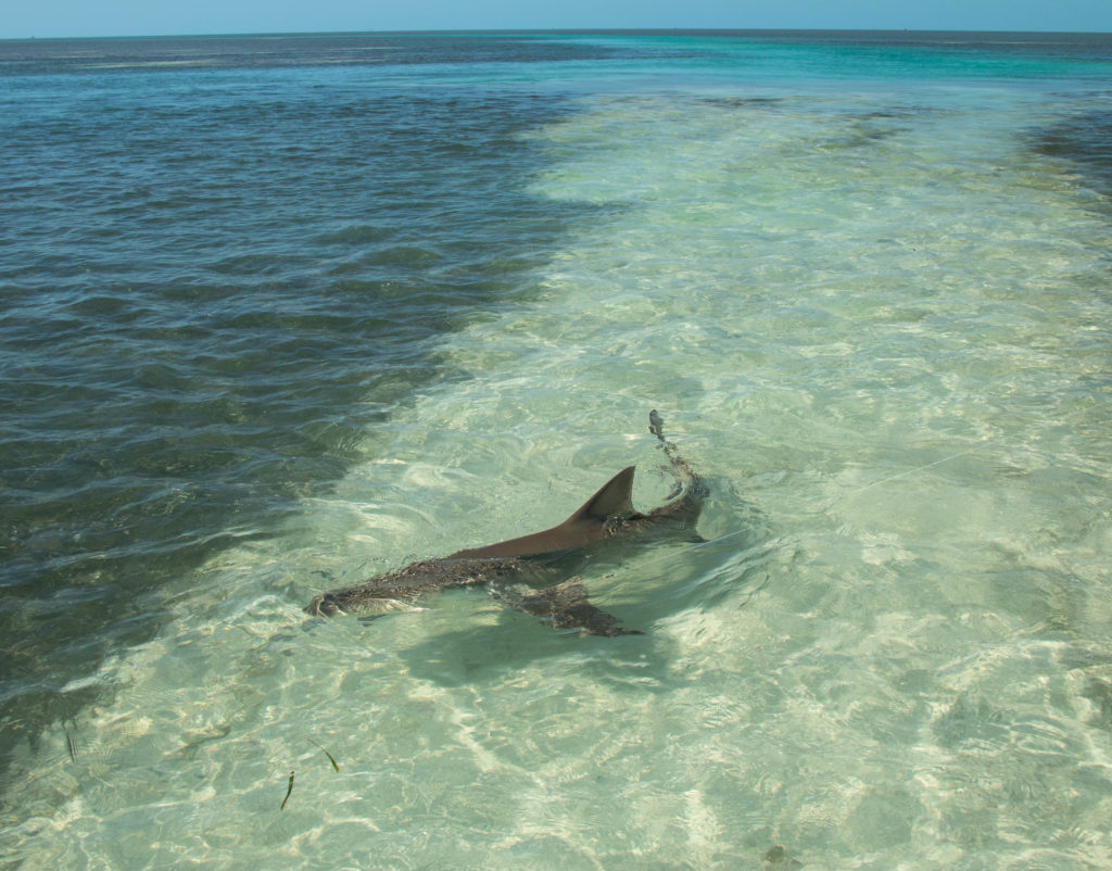 A beautiful lemon shark being caught in the scenic backcountry off of Key West with Tailing Water Expeditions