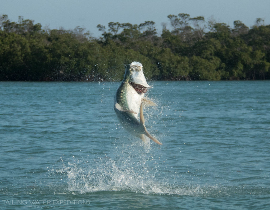 A monster tarpon gets some air after being hooked out in the Marquesas Keys. If you are looking for a unique fishing adventure be sure to ask us about fishing in the Marquesas about 25 miles to the west of Key West.