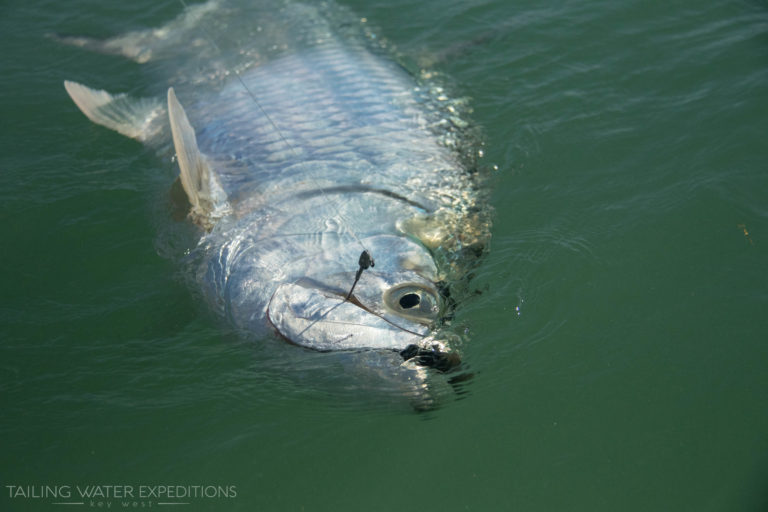 We catch big tarpon on Hogy Lures here in Key West. They smash them!