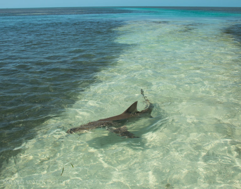 We love shark fishing here in the Florida Keys.