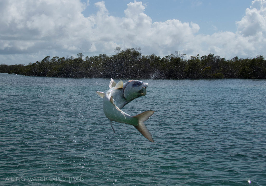 Get some air! Florida is a great place to come and get hooked up to the silver king.