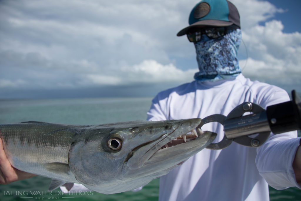 Check out the teeth on this one. The Great Barracuda have a mouth full of razor sharp teeth!