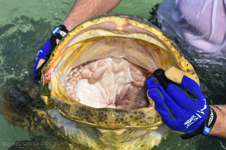 Take a look at that mouth! Fishing for Goliath Grouper here in Florida can be a blast!