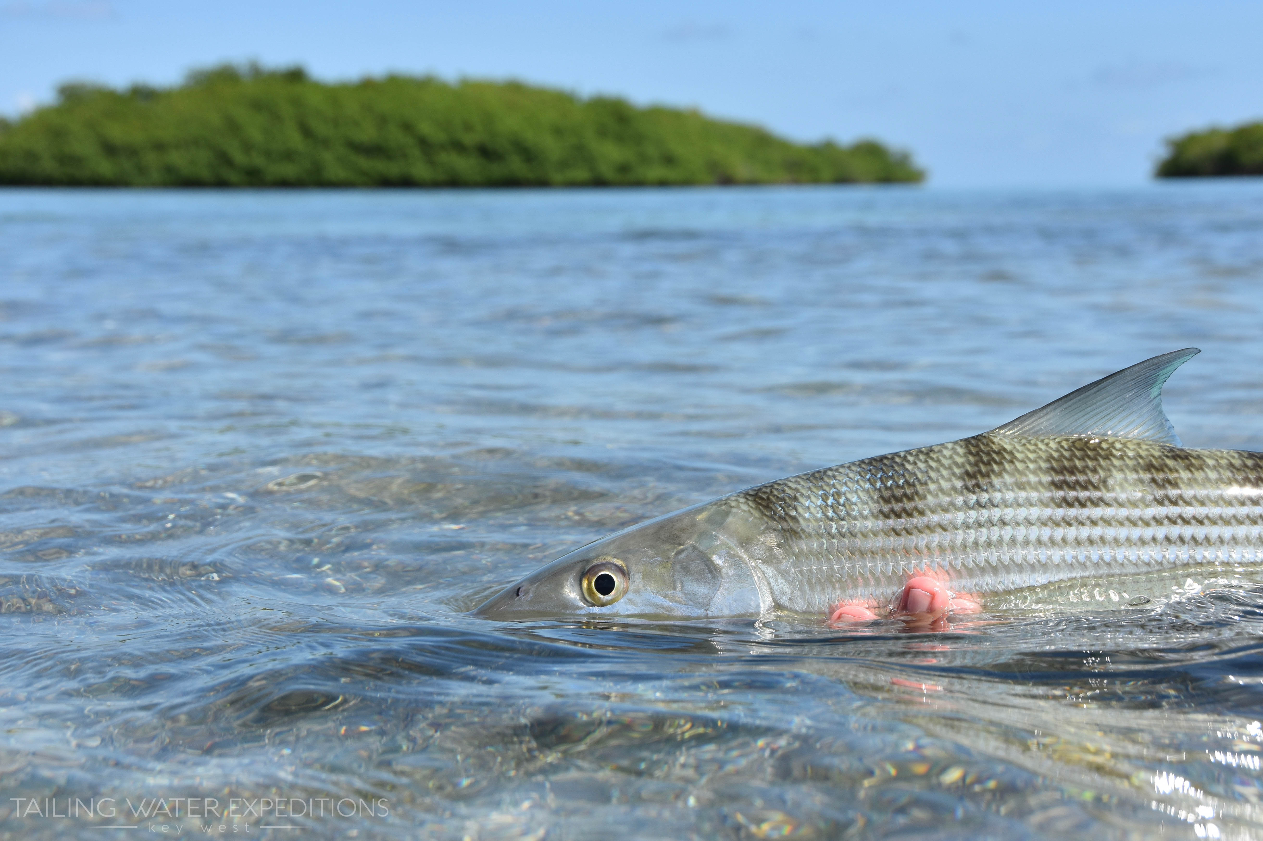 Bonefish are a very sought after sportfish in the Florida Keys