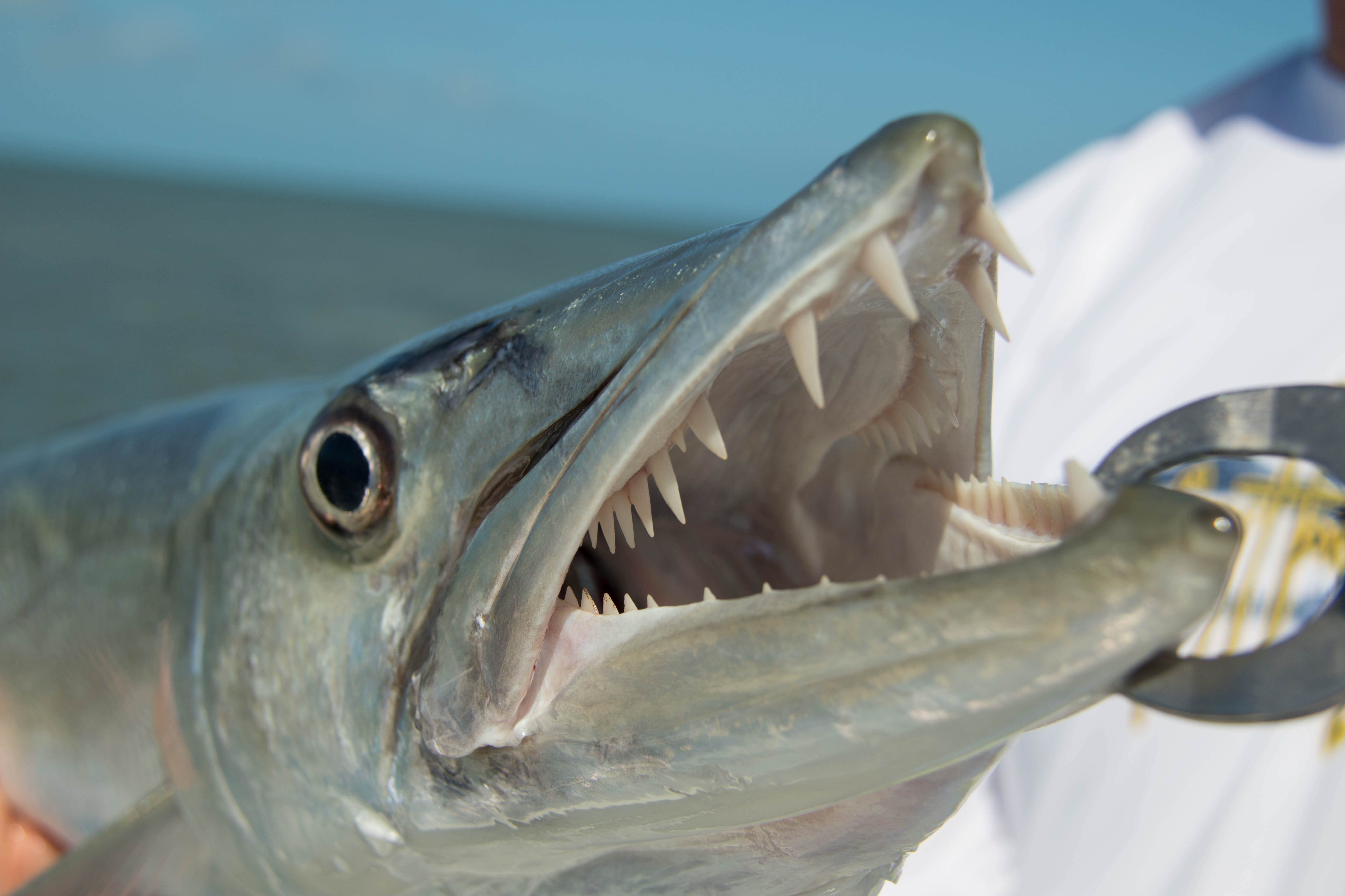 These explosive fish are a lot of fun to catch in the shallow waters in the Florida Keys