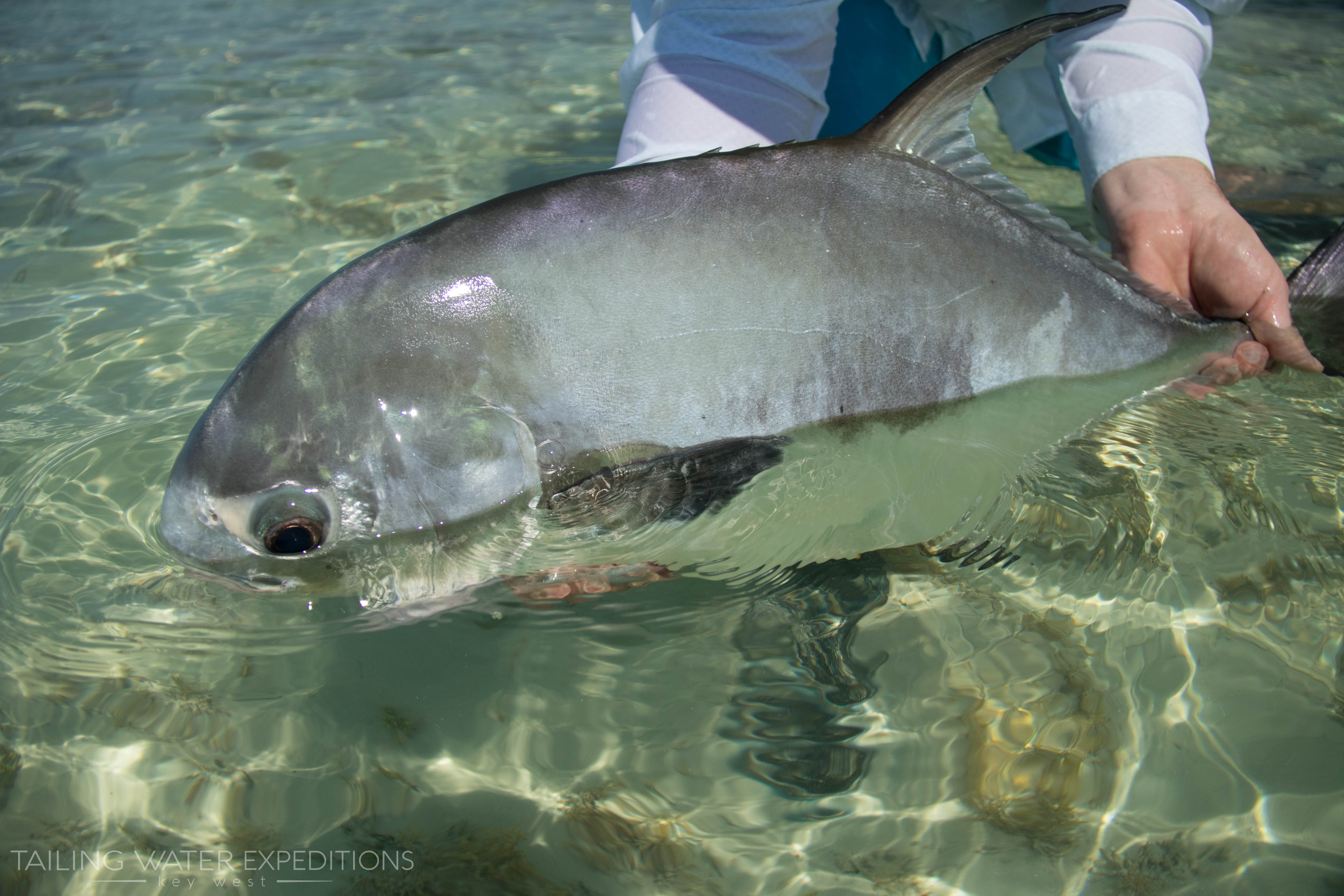The permit is one of the coolest shallow water sportfish in the world!