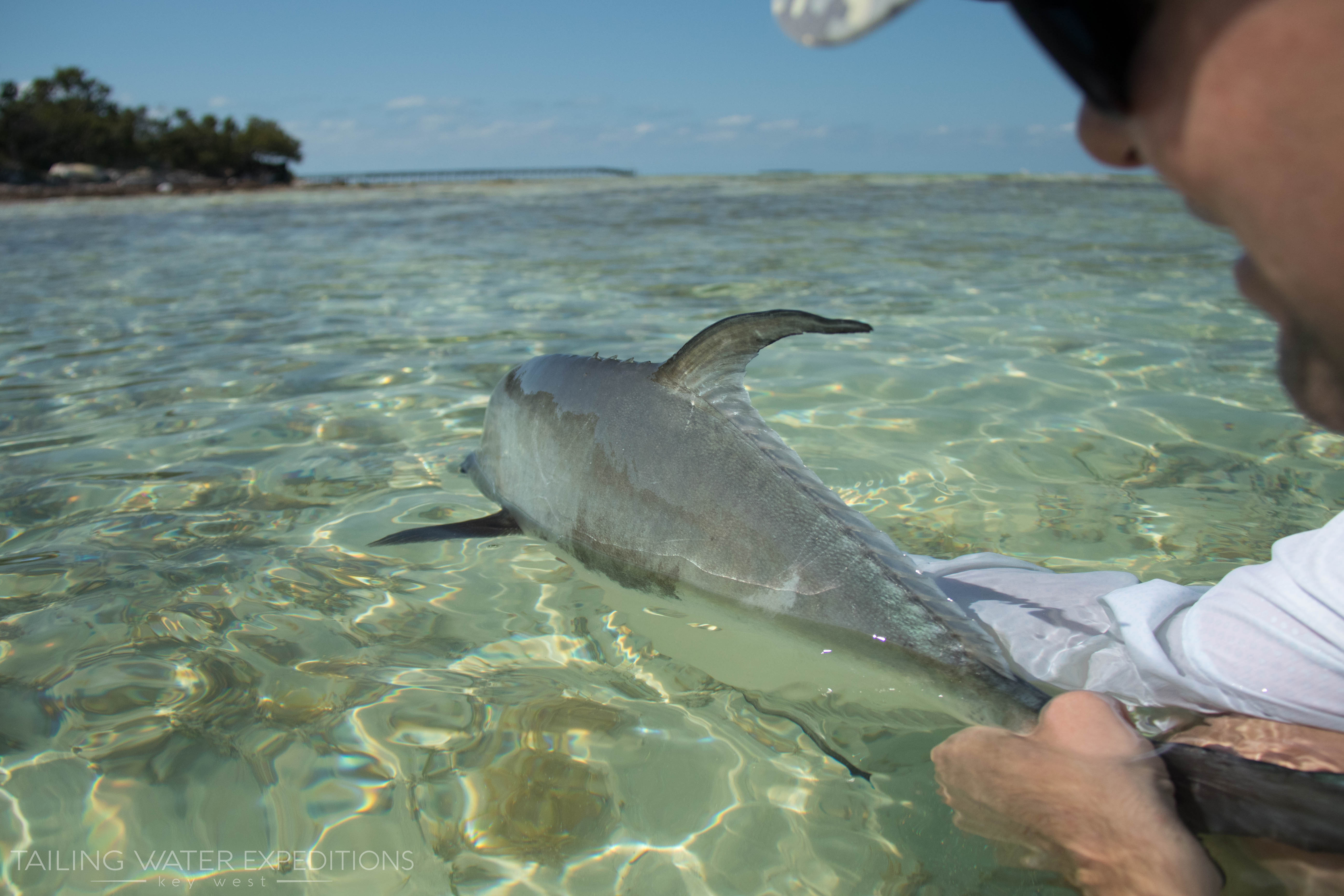 Permit fishing in Key West is world renown and for good reason!
