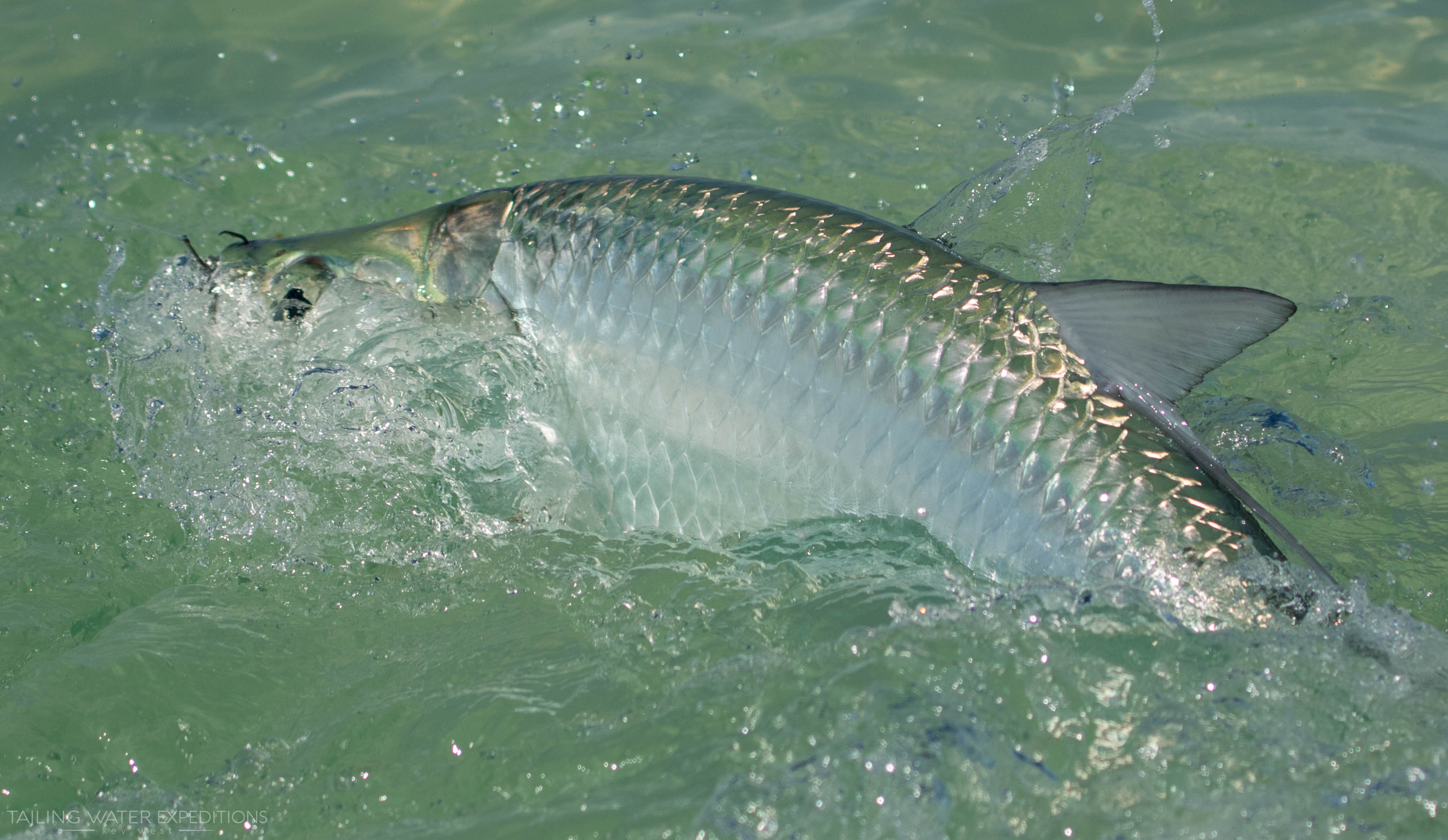 This nice tarpon makes on more run before it is landed.